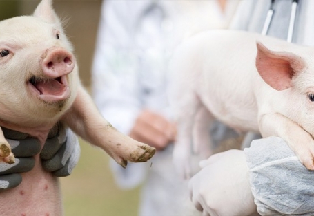 NHỮNG LƯU Ý KHI CHĂM SÓC HEO NÁI THEO TỪNG GIAI ĐOẠN